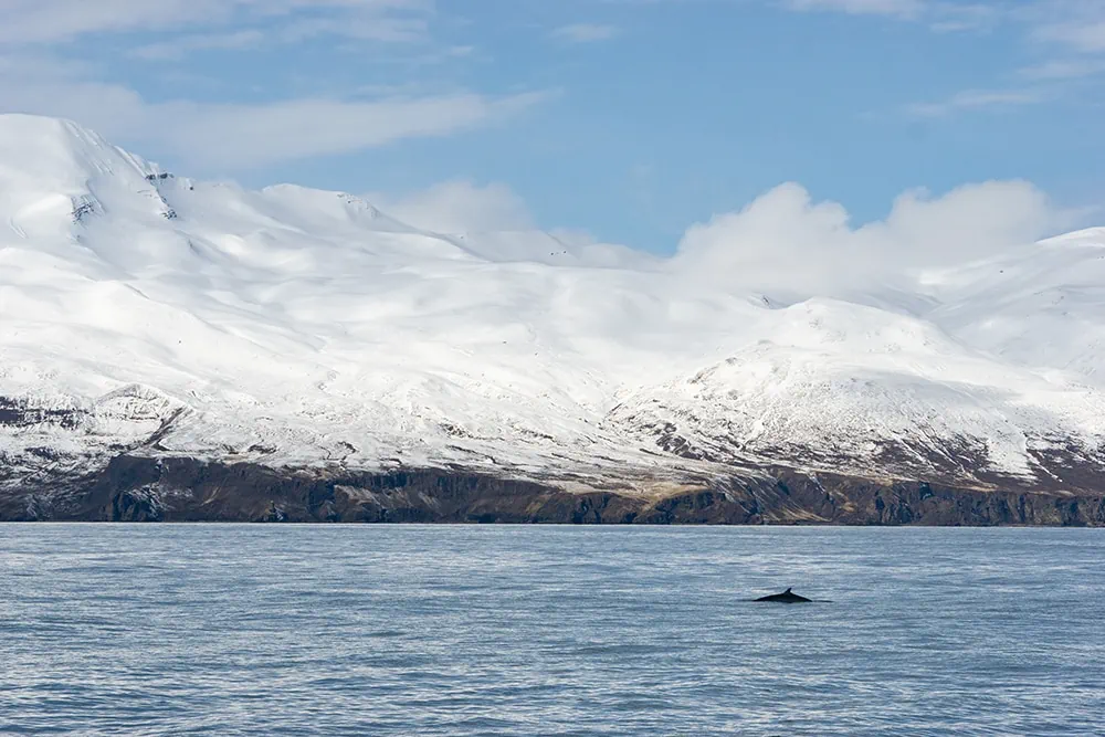 Pozorvanie veľrýb na Islande, zážitok na celý život